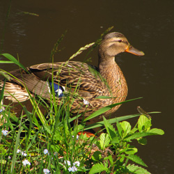 Bootsverleih Spreewald Natur Pur